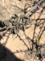 Krameria cistoidea