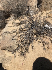 Krameria cistoidea
