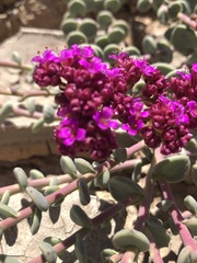 Cistanthe celosioides