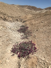 Cistanthe celosioides