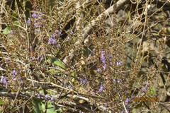 Pueraria tuberosa