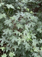 Acer pictum mono