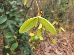 Enkleia malaccensis