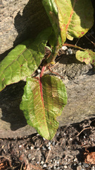 Rumex obtusifolius