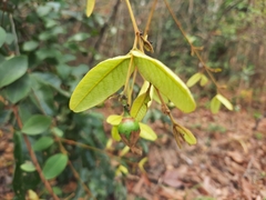 Enkleia malaccensis
