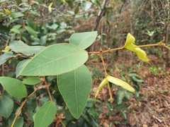 Enkleia malaccensis