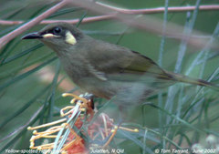 Yellow-Spotted Honeyeater photo 3