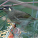 Yellow-spotted Honeyeater - Photo (c) Tom Tarrant, some rights reserved (CC BY-NC-SA)