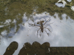 Gerris latiabdominis