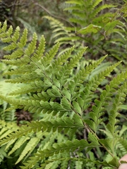 Microlepia pseudostrigosa