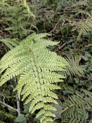 Microlepia pseudostrigosa