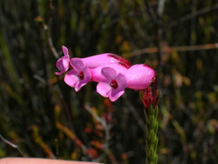 Erica irbyana