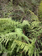 Microlepia pseudostrigosa