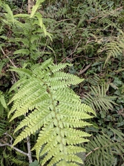 Microlepia pseudostrigosa