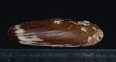 Lithophaga lithophaga