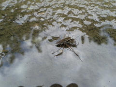 Gerris latiabdominis