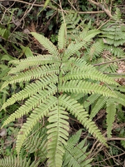 Pteris fauriei