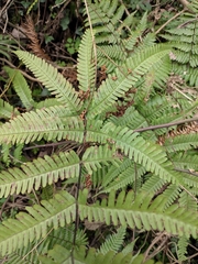 Pteris fauriei