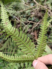 Pteris fauriei