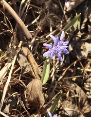 Scilla vindobonensis