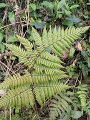 Ctenitis subglandulosa