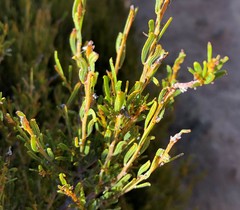 Acacia wilhelmiana