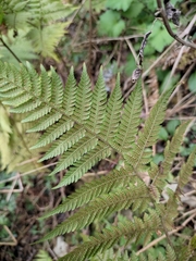 Ctenitis subglandulosa