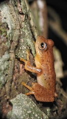 Raorchestes luteolus