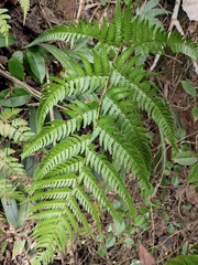 Dryopteris bissetiana