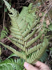 Dryopteris bissetiana
