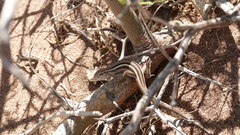 Liolaemus gracilis