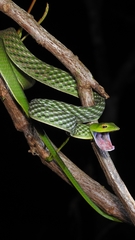 Ahaetulla farnsworthi