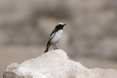 Oenanthe moesta