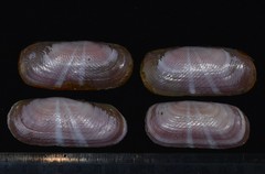 Solecurtus strigilatus