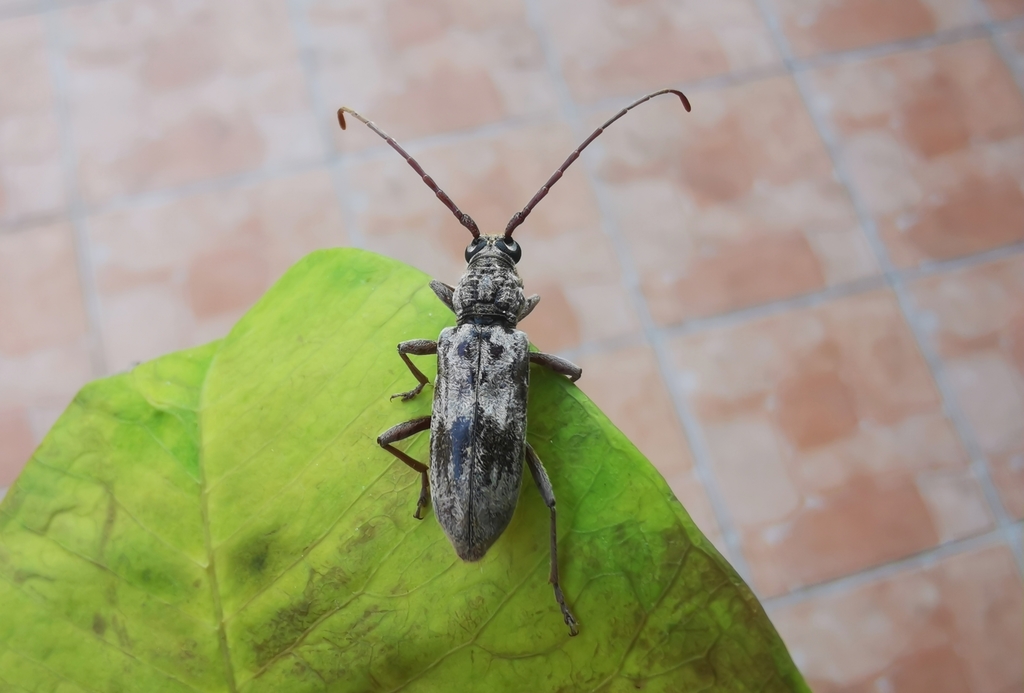 Dymasius carinipennis