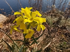 Erysimum rhaeticum