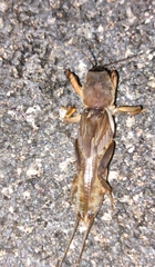 Neoscapteriscus borellii