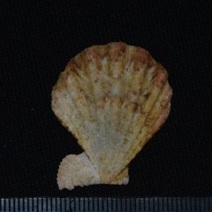 Manupecten pesfelis
