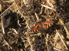 Aglais urticae