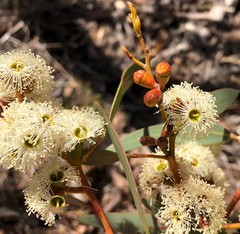 Eucalyptus phenax
