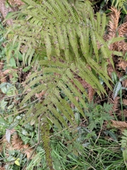Christella acuminata