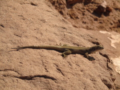 Liolaemus quinterosi