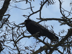 Corvus frugilegus