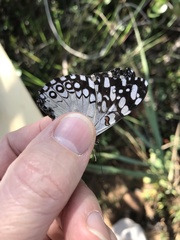 Hamadryas feronia