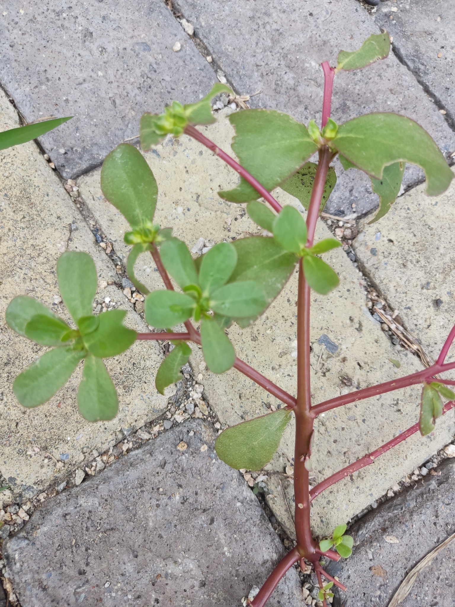 Portulaca image