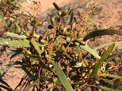 Eucalyptus calycogona