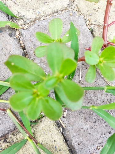 Portulaca oleracea image