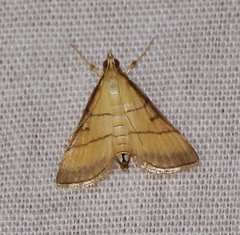 Cnaphalocrocis rutilalis