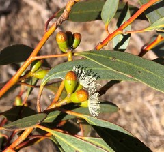 Eucalyptus phenax