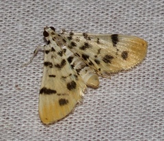 Pycnarmon alboflavalis